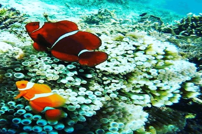 (ALL- IN) Bali Snorkeling Blue Lagoon And Tanjung Jepun - Is $65 a fair price?