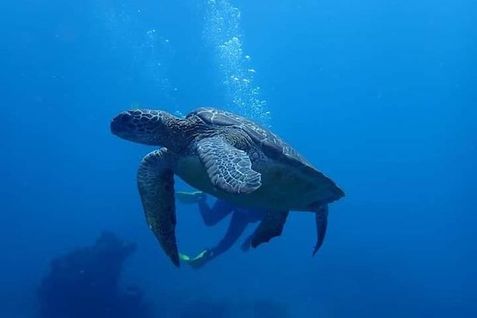 All Inclusive Bali Scuba Diving at Tulamben with Lunch -Transport - The Road From Ubud to Bali’s East Coast