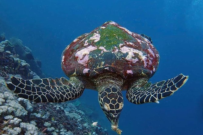 All Inclusive Bali Scuba Diving at Tulamben with Lunch -Transport - Equipment, Insurance, and What the $150 Covers
