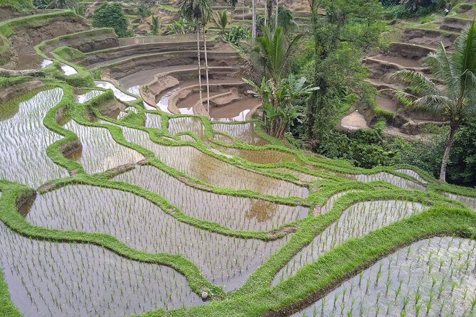 [All Inclusive] The Soul of Bali: Temples, Art & Traditions Tour - Fitness, timing, and what to bring
