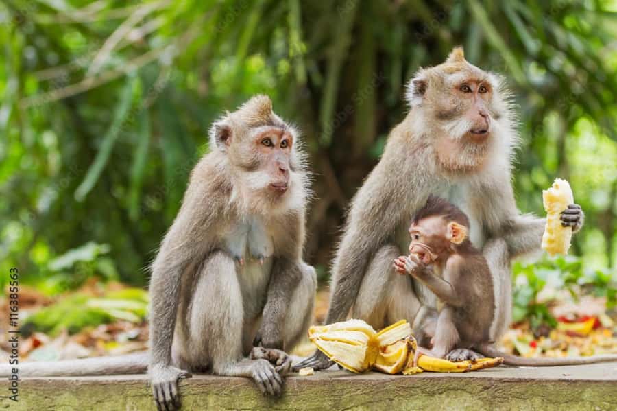 All Inclusive Ubud Private Day Tour - Key points at a glance