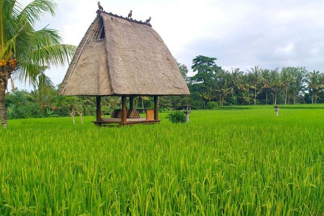 All-Inclusive Ubud Private Tour - Tegalalang Rice Terrace: farming above the valley