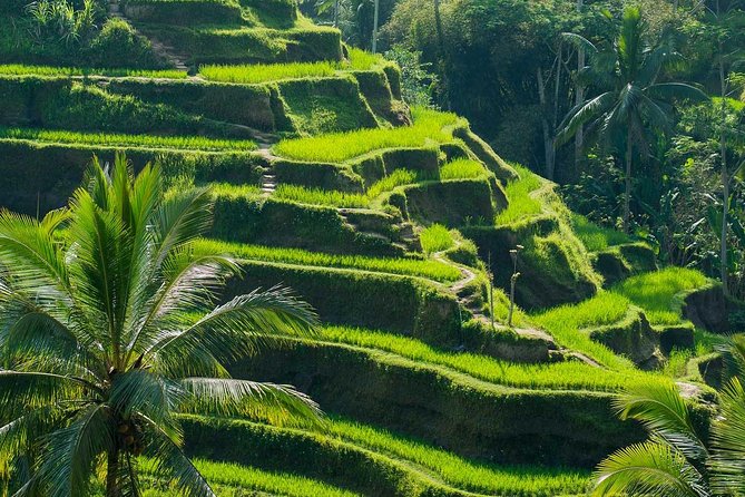 All Inclusive Ubud Tour with 15 Sitter Van - Comfort, group size, and the pace of the route