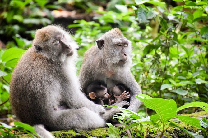 All Inclusive Ubud Tour with 15 Sitter Van - Walking the stepped fields at Tegalalang Rice Terrace