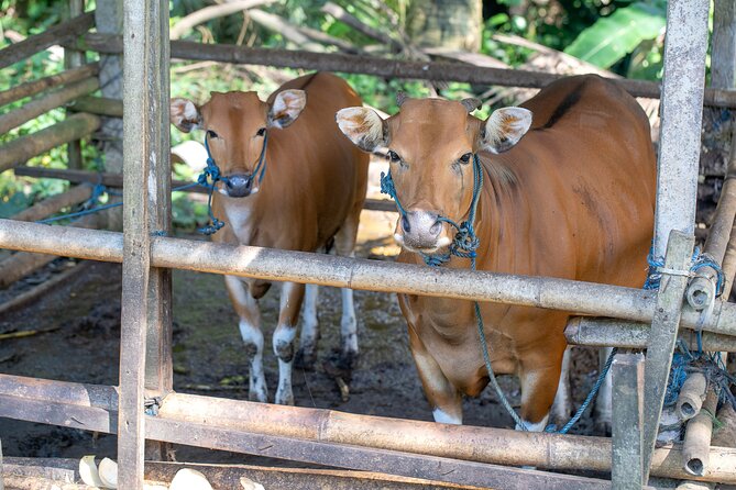 AWay From Home - Bali Village Tour - The coffee plantation finish