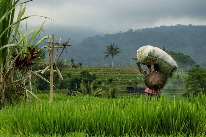 AWay From Home - Bali Village Tour - What the $189 price includes