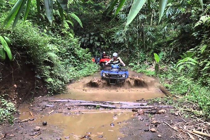 Balaji Adventure Bali Quad Bike - Single Bike 250cc - Rice fields, coffee plants, and a small river