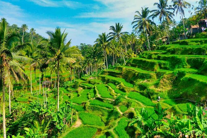 ️Bali All Inclusive Tour: Ubud - Tegalalang - Kintamani - Ubud Monkey Forest: temples, carvings, and clever residents