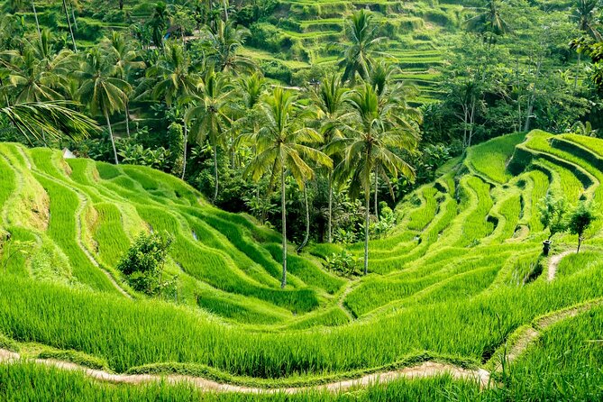 Bali All-Inclusive: Ubud Tour with Entrance Ticket and Lunch Included - Why a private vehicle makes this Ubud day easier