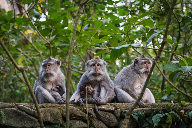 Bali All-Inclusive: Ubud Tour with Entrance Ticket and Lunch Included - Monkey Forest: macaques and old temple grounds