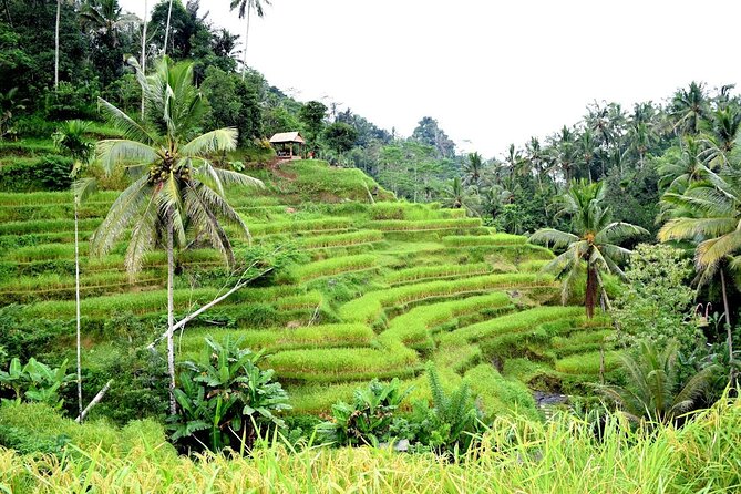 Bali Ayung River Rafting and Kintamani Mt. Batur Volcano View - A full Bali day built around the Ayung River