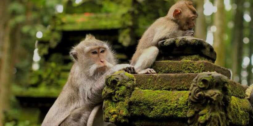 Bali: Bali Swing, Monkey Forest, Rice Terrace, Waterfall - Swing time, colorful clothes, and the photo factor