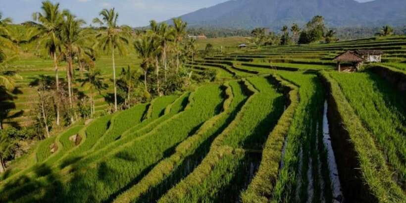 Bali: Bali Swing, Monkey Forest, Rice Terrace, Waterfall - What the $29 price really gives you