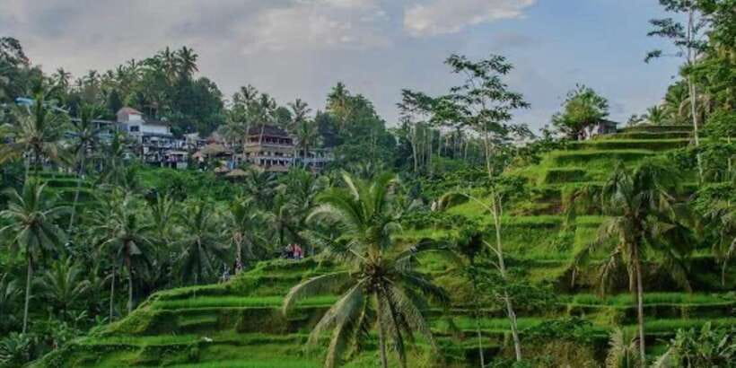 Bali: Bali Swing, Monkey Forest, Rice Terrace, Waterfall - Why the Monkey Forest works best first