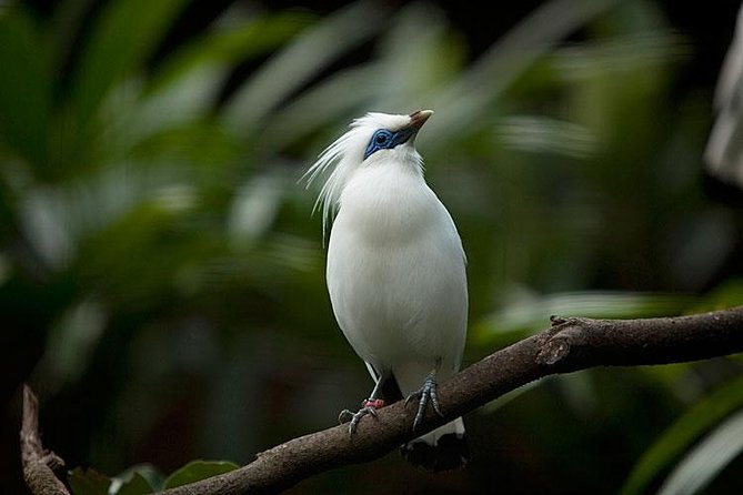 Bali Bird Park Admission Ticket with Hotel Transfer - Is $38 good value?