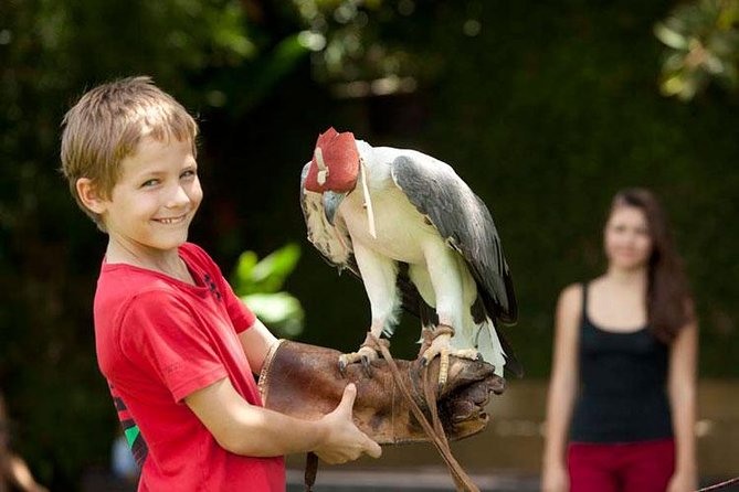 Bali Bird Park Admission Ticket with Hotel Transfer - Entering a collection of 250 bird species