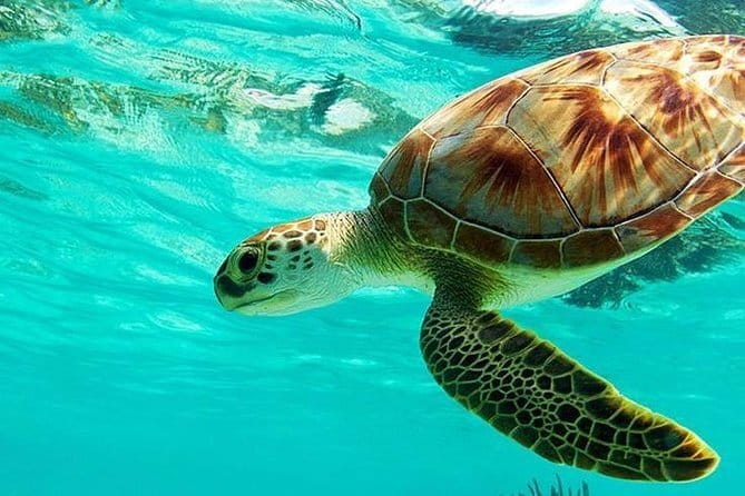 Bali : Blue Lagoon Snorkeling combine with Bali Swing in Ubud - Two calm snorkeling areas at Padang Bai