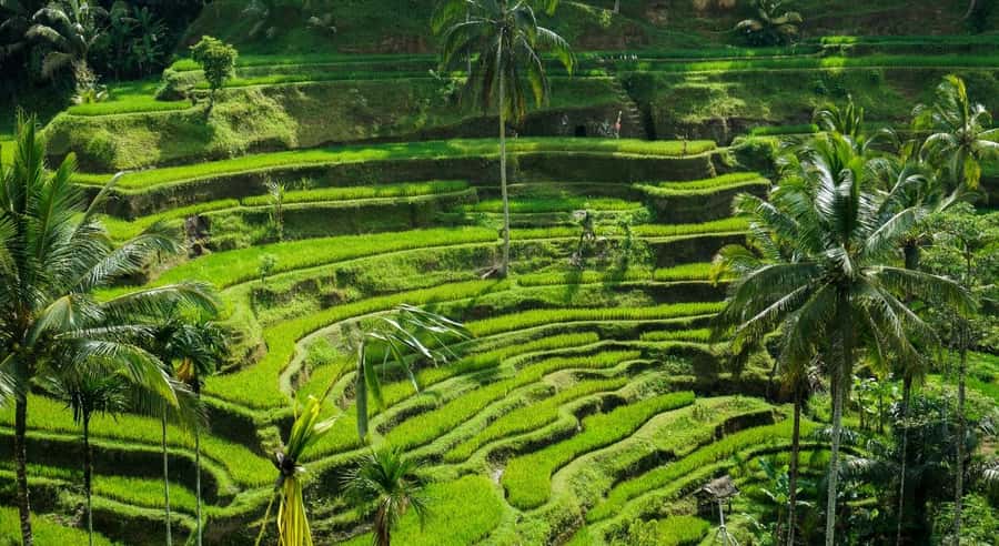 Bali: Customised Ubud Tour with Profesional Tour Guide - Key points for planning your Ubud day