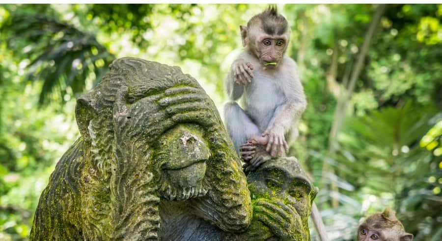Bali: Customised Ubud Tour with Profesional Tour Guide - Tegalalang Rice Terrace and the jungle swing