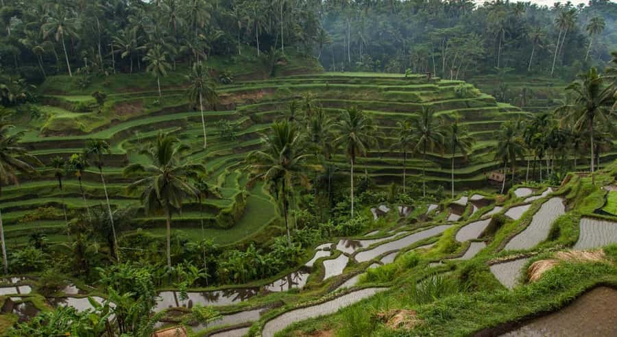 Bali: Customised Ubud Tour with Profesional Tour Guide - Coffee plantations, art, and a taste of local life
