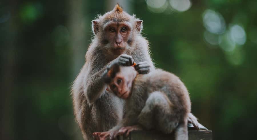 Bali: Customised Ubud Tour with Profesional Tour Guide - Bali Zoo and the ATV option