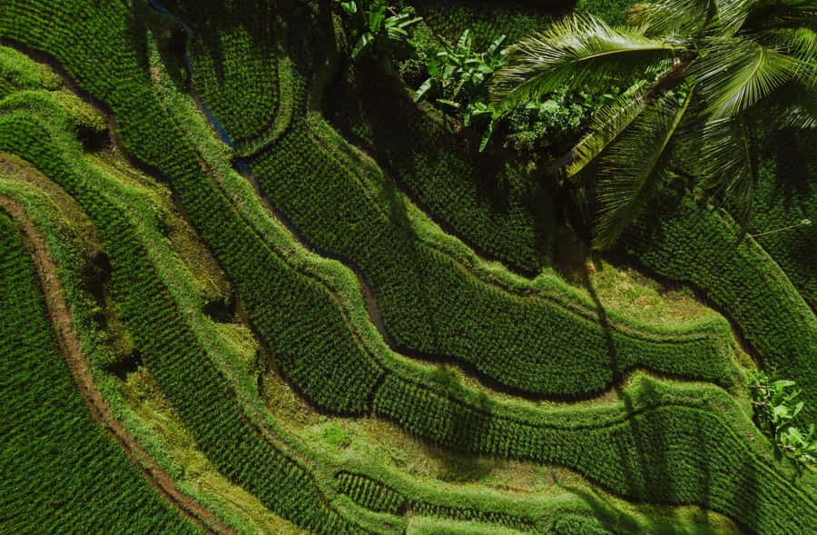 Bali: Griya Taman Beji Waterfall with Optional Ubud Tours - What the $33 price really covers
