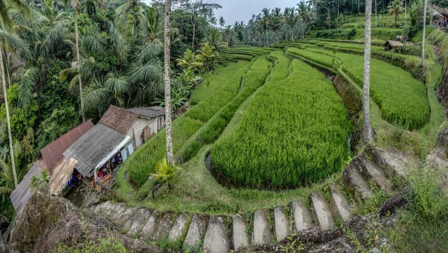 Bali: Gunung Kawi Temple & Pakerisan UNESCO Guided Tour - Why Gunung Kawi feels different from a standard Ubud stop