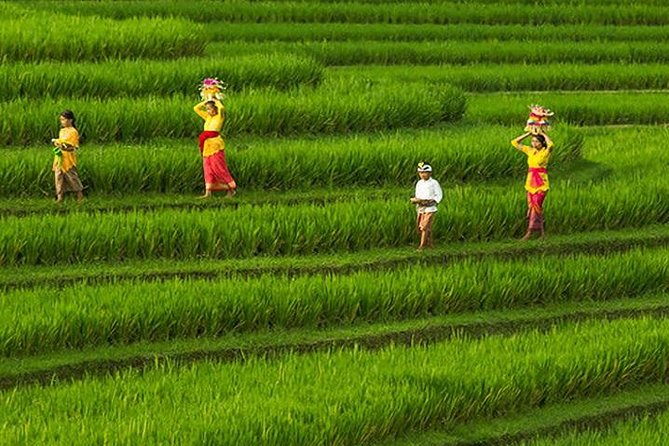 Bali Iconic Tour with Buffet Lunch and Attraction Tickets - Buffet lunch with Mount Batur in the frame