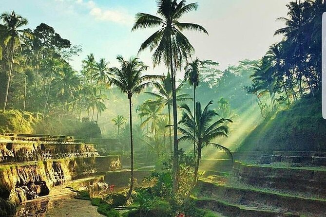 Bali Jungle Swing & Ubud Tour - Two hours at Satria Agrowisata coffee garden