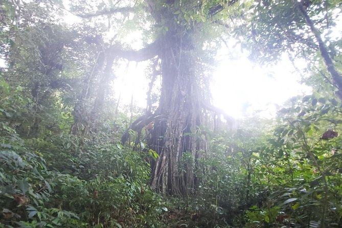 Bali Jungle Trekking and Lake Canoeing Tour - Ulan Danu Tamblingan and local spirituality