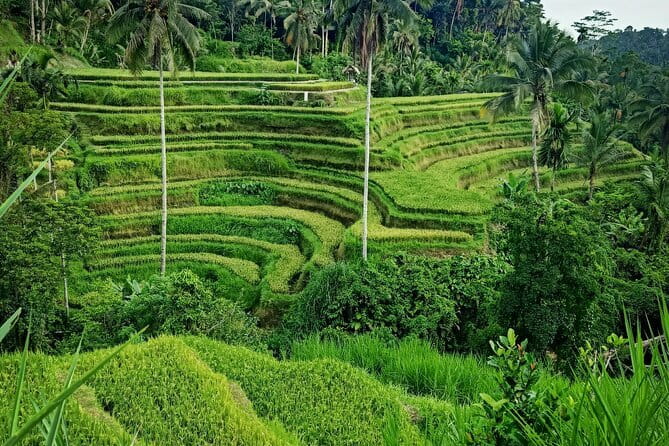 Bali Lempuyang Temple, Waterfall with Rice Terrace Tour - The swing at Ristorante Lereng Agung