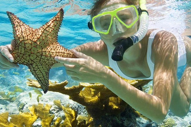 Bali Menjangan Island Snorkeling Day Tour - Snorkeling among coral gardens and sea fans