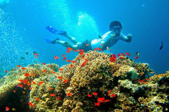 Bali Menjangan Island Snorkeling Day Tour - Small-group format, with a limit of 15