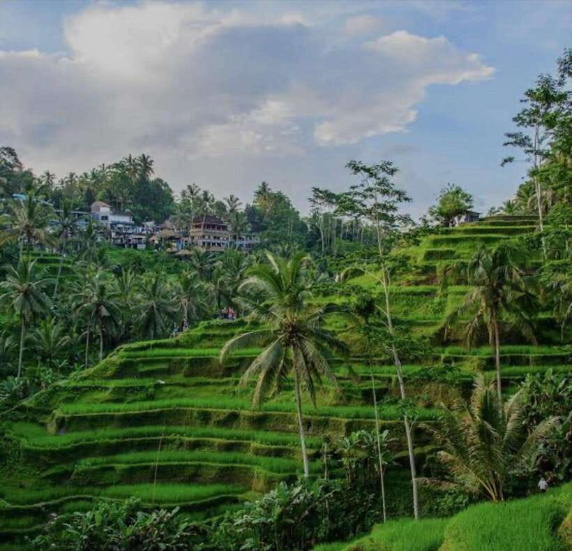 Bali: monkey forest, rice terrace, water temple, waterfall - Reading the rice fields at Tegallalang