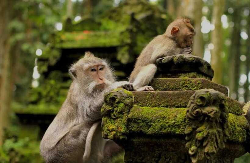 Bali: monkey forest, rice terrace, water temple, waterfall - A traditional Balinese coffee plantation stop