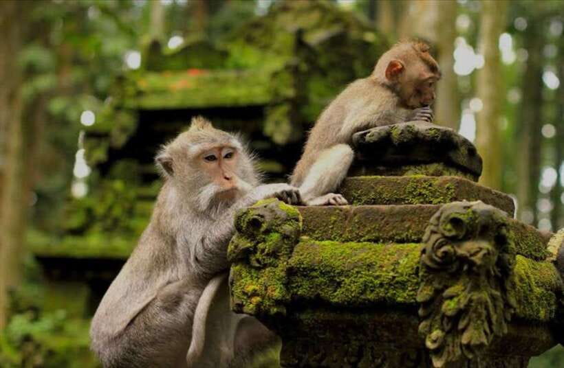 Bali: monkey forest, rice terrace, water temple, waterfall - Meeting the macaques at Ubud’s Monkey Forest