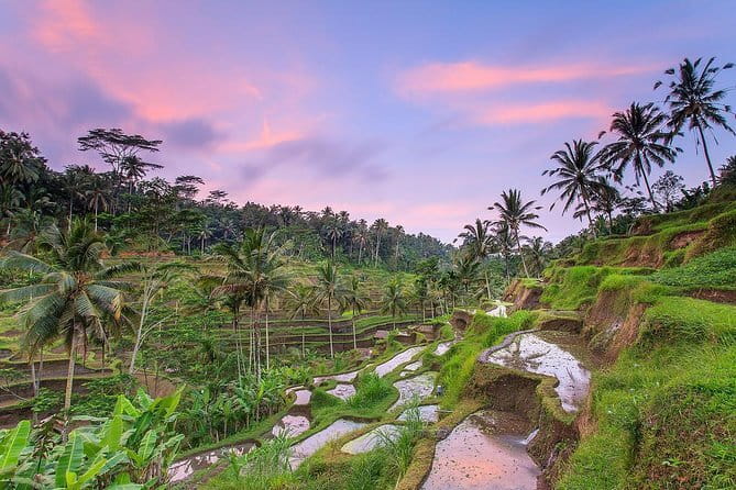 Bali : Northern Bali Private Day Trip with Transfer - Lunch in Tabanan and traditional coffee in Bedugul