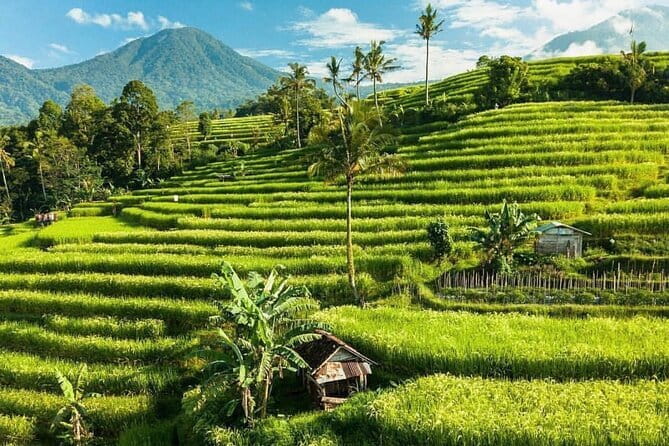 Bali : Northern Bali Private Day Trip with Transfer - What the $42 price really covers