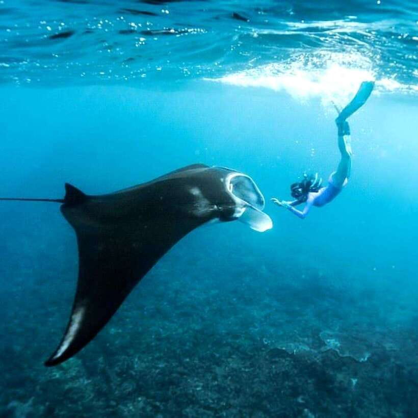 Bali: Nusa Penida Manta Snorkeling Tour & Beach Club Access - Key points to know before booking