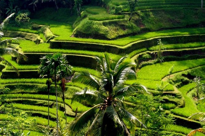 Bali Private Car Charter With English Speaking Driver - What the driver does well