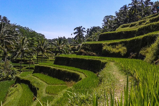 Bali : Private Car Charter with English Speaking Driver - Tegenungan Waterfall and the cost of a detour
