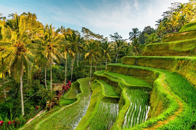 Bali Private Car Hire with Driver - The car, driver, and day-to-day service