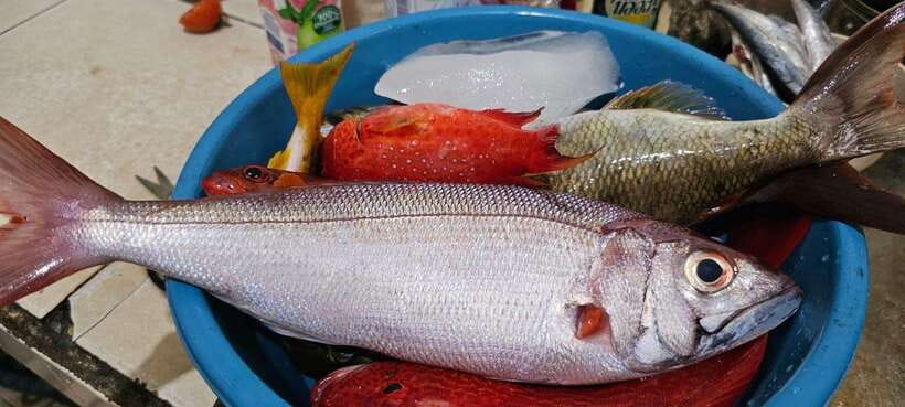 Bali: Private Fishing Trip with Lunch - Who should book this fishing trip?
