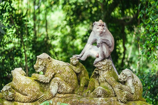 Bali Private Tour - Best of Ubud - All Inclusive - Tegalalang Rice Terrace and the working countryside