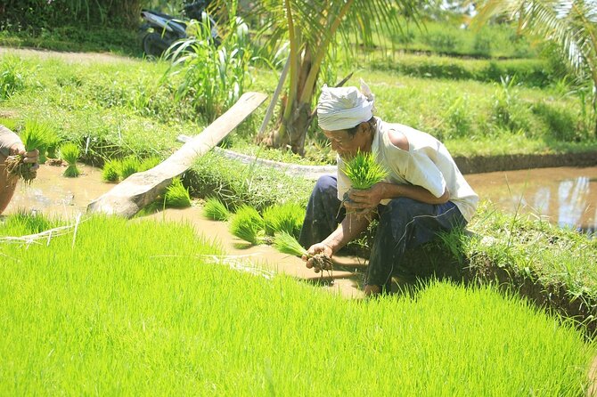 Bali Quad and Buggy Explorer Tour - Is $43 a fair price?