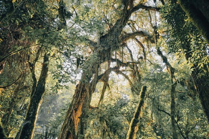 Bali Rainforest Hiking With Canoeing And Waterfall Adventure - Walking through the Tamblingan rainforest