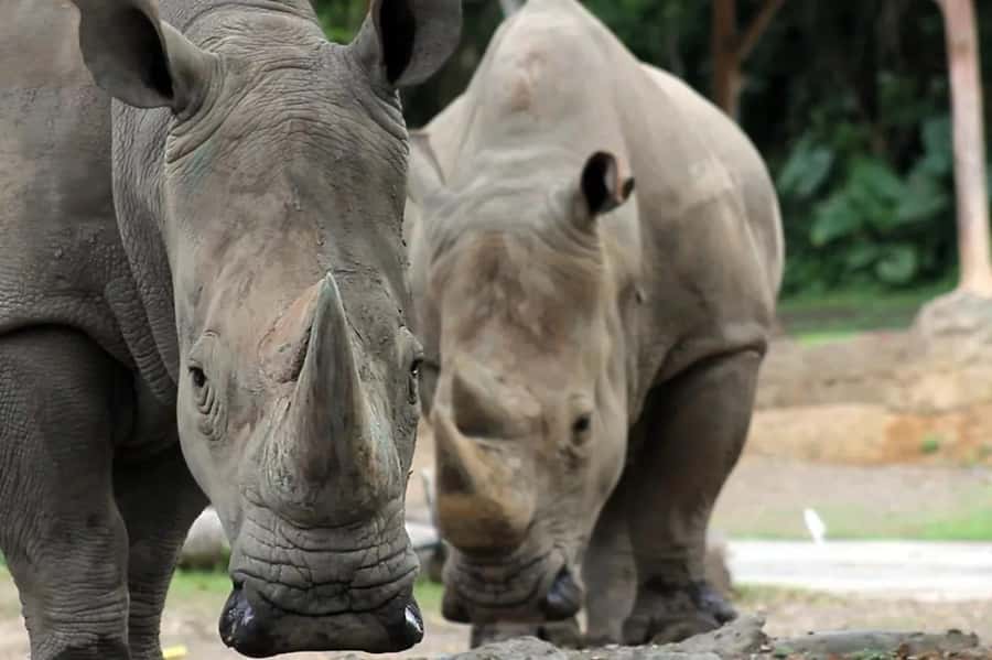 Bali: Safari Zoo and Ubud Palace and Market Day Tour - Why this Bali day works for families