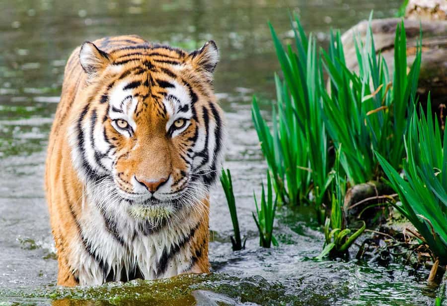 Bali: Safari Zoo and Ubud Palace and Market Day Tour - Lunch is flexible, but not included