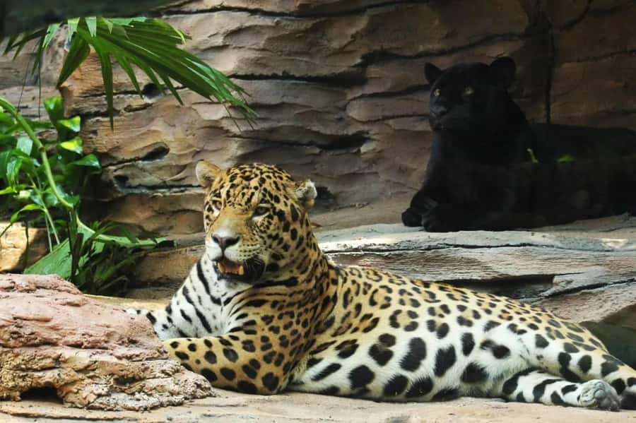 Bali: Safari Zoo and Ubud Palace and Market Day Tour - Ubud Palace offers a compact royal visit