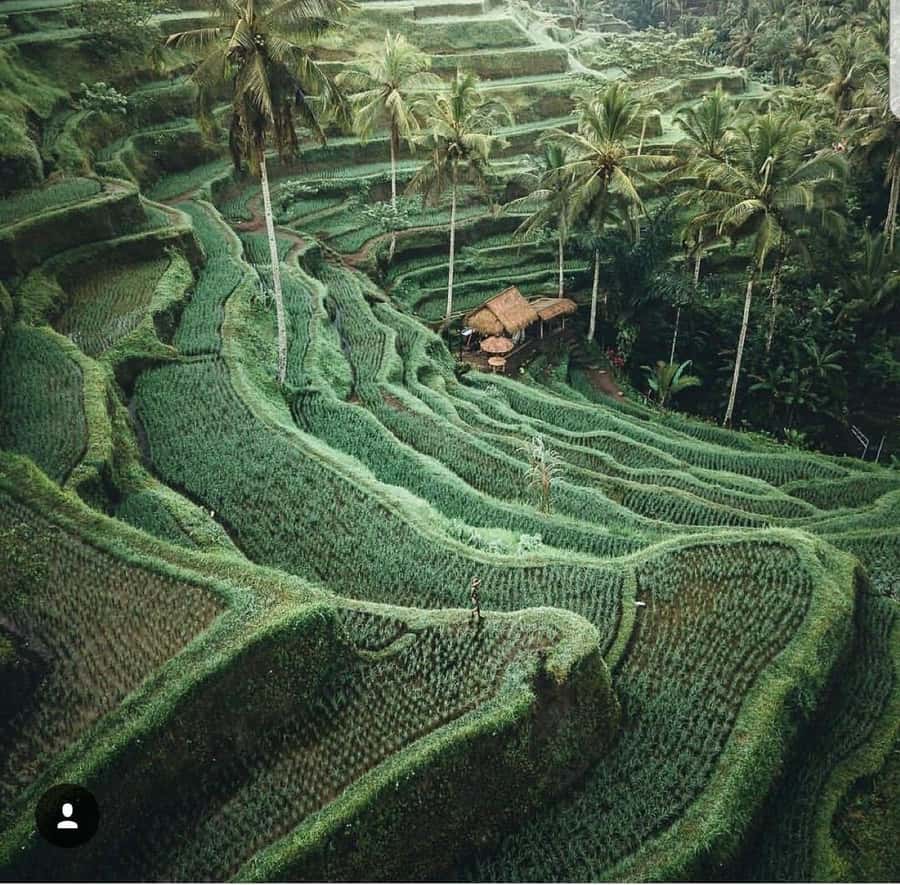Bali: Tirta empul Temple, Rice terrace and Waterfall - What the $29 price really gives you